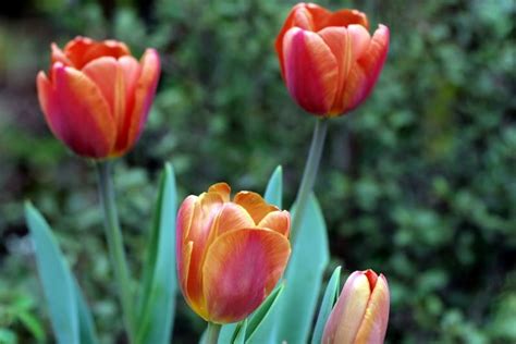 tulip porn|Free Tulips Porn Videos .